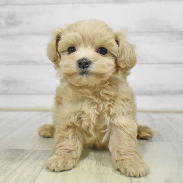 愛知県のマルプー(マルチーズ×プードル) (犬の家＆猫の里豊田店/2025年8月25日生まれ/男の子/クリーム)の子犬の4枚目の画像