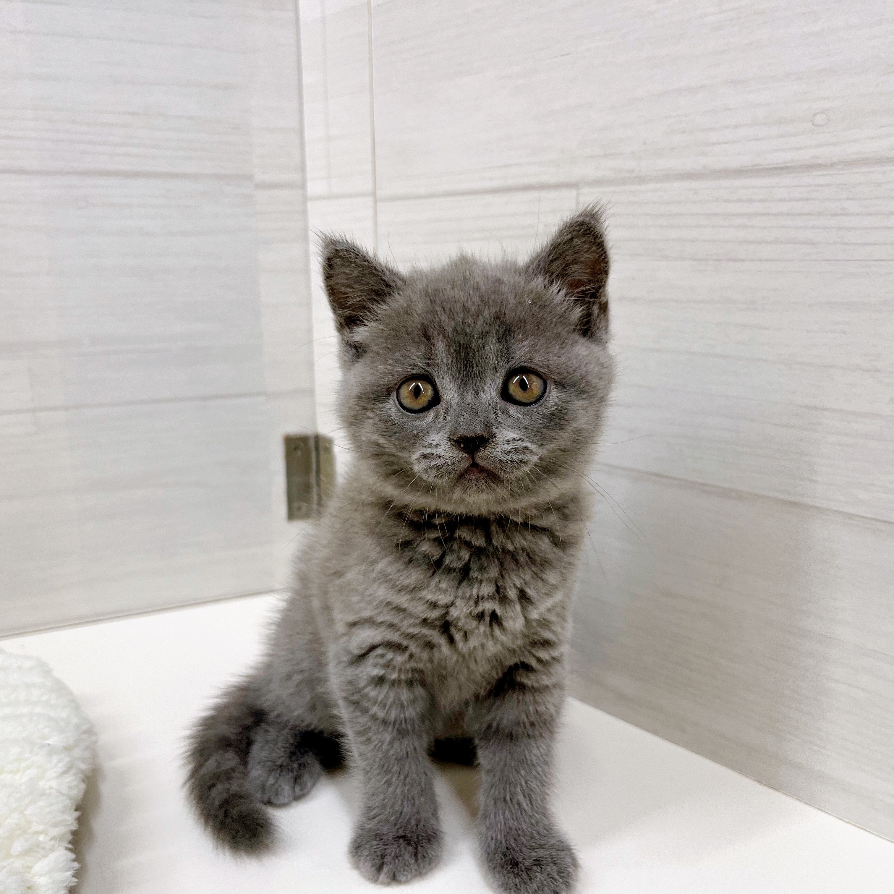 石川県のブリティッシュショートヘアー (犬の家＆猫の里アミーゴ金沢おこばた店/2025年8月20日生まれ/女の子/ブルー)の子猫の1枚目の画像