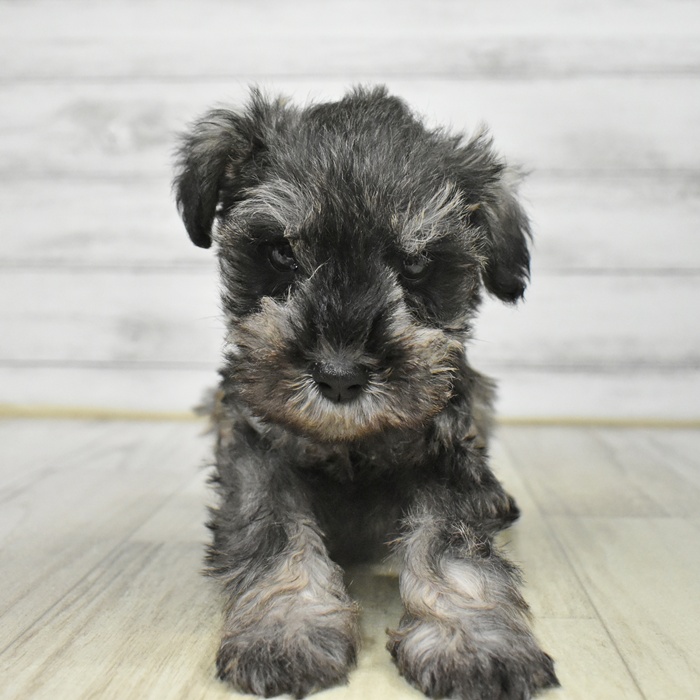 静岡県のミニチュアシュナウザー (犬の家＆猫の里富士店/2025年8月21日生まれ/男の子/ソルトペッパー)の子犬の2枚目の画像