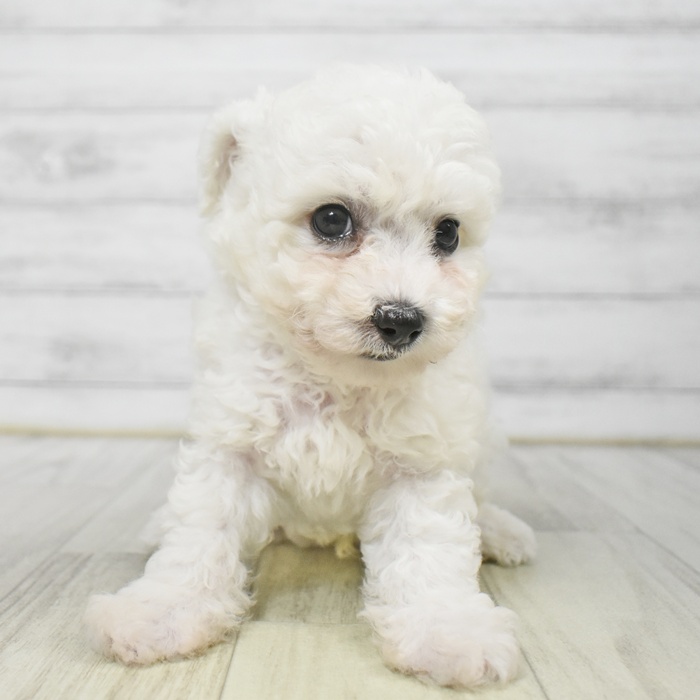 福井県のビションフリーゼ (犬の家＆猫の里アミーゴ福井店/2025年8月24日生まれ/男の子/ホワイト)の子犬の2枚目の画像