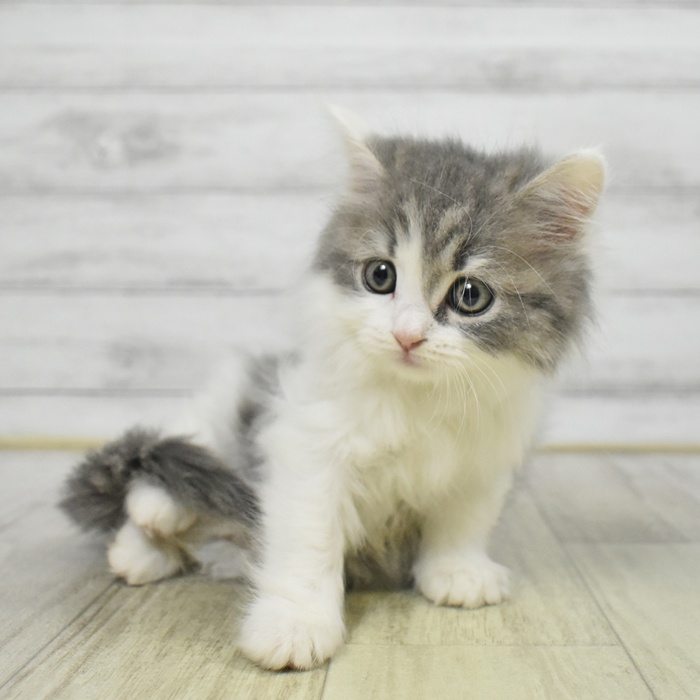 長野県のマンチカン (犬の家＆猫の里塩尻店/2025年8月24日生まれ/女の子/ブルータビーホワイト)の子猫の2枚目の画像