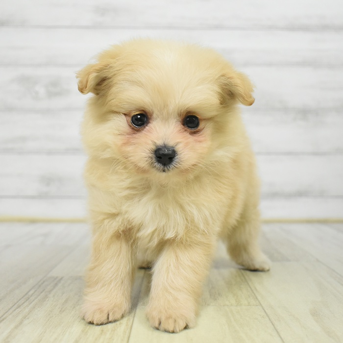 千葉県のポメプー(ポメラニアン×プードル) (犬の家＆猫の里ワンズモール稲毛店/2025年8月26日生まれ/女の子/クリーム)の子犬の3枚目の画像