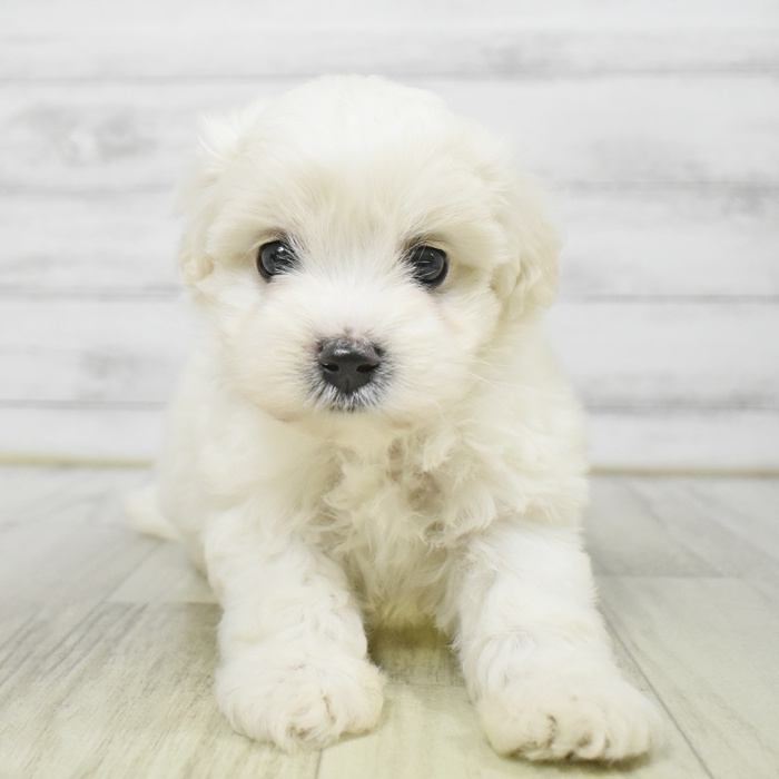 福岡県のハーフ犬・ミックス犬 (犬の家＆猫の里シュロアモール筑紫野店/2025年8月23日生まれ/男の子/ホワイト)の子犬