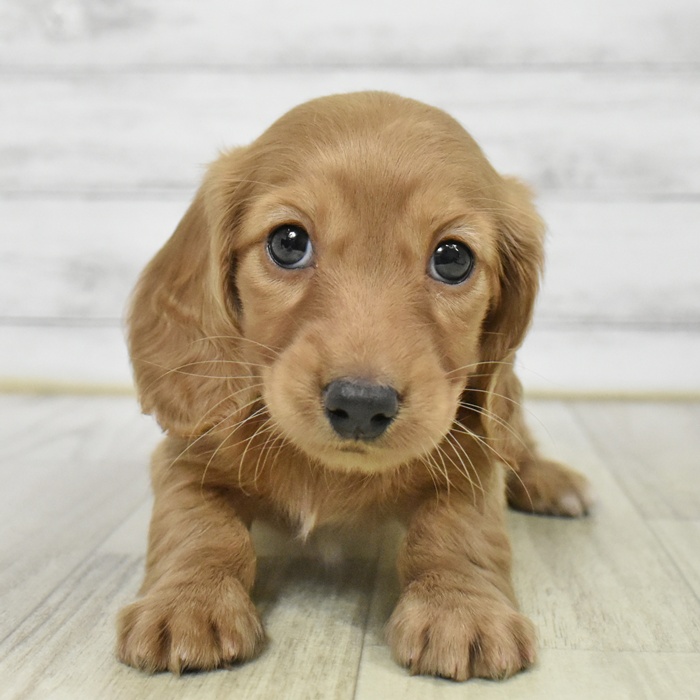 静岡県のミニチュアダックスフンド(ロング) (犬の家＆猫の里マークイズ静岡店/2025年8月26日生まれ/女の子/ゴールド)の子犬
