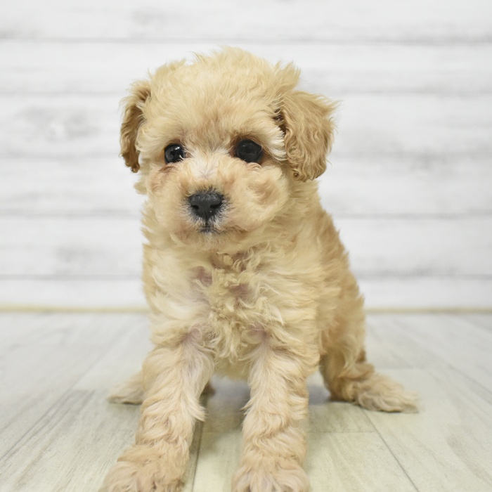 愛知県のトイプードル(タイニー) (犬の家＆猫の里豊田店/2025年8月26日生まれ/女の子/アプリコット)の子犬の4枚目の画像