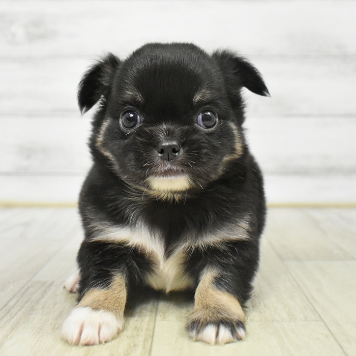 福井県のチワペキ/ペキチー/ペキチワ(チワワ×ペキニーズ) (犬の家＆猫の里アミーゴ福井店/2025年8月26日生まれ/男の子/ブラックタンホワイト)の子犬の2枚目の画像