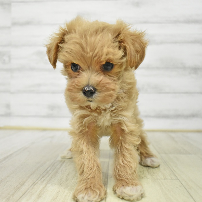 静岡県のマルプー(マルチーズ×プードル) (犬の家＆猫の里プレ葉ウォーク浜北店/2025年8月22日生まれ/女の子/アプリコット)の子犬の4枚目の画像