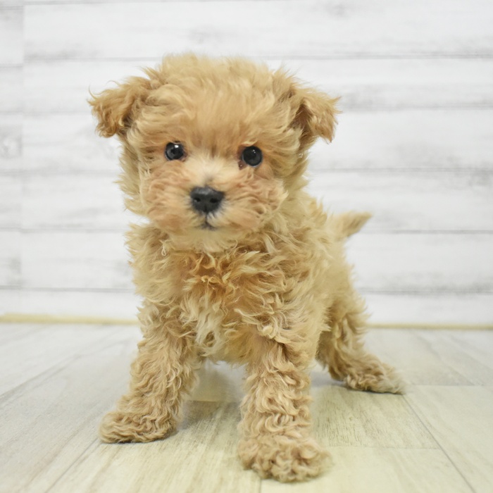 愛知県のマルプー(マルチーズ×プードル) (犬の家＆猫の里エアポートウォーク店/2025年8月22日生まれ/女の子/アプリコット)の子犬の4枚目の画像