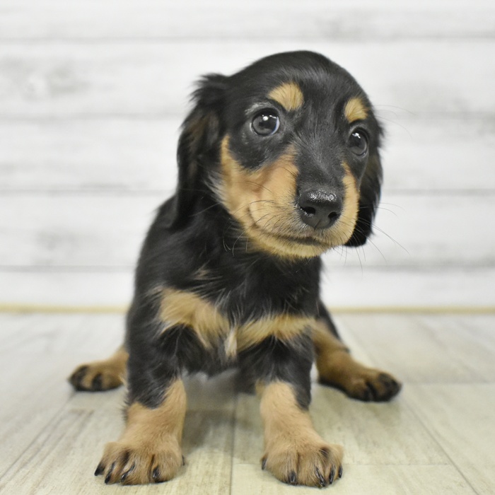 神奈川県のミニチュアダックスフンド(ロング) (犬の家＆猫の里元住吉ブレーメン通り店/2025年8月24日生まれ/女の子/ブラックタン)の子犬