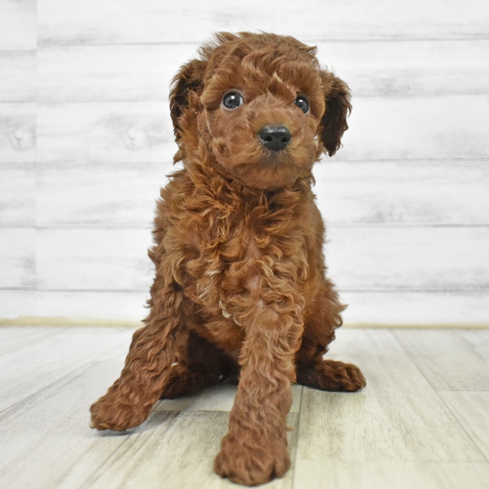 石川県のトイプードル(トイ) (犬の家＆猫の里アミーゴ金沢有松店/2025年8月24日生まれ/男の子/レッド)の子犬の2枚目の画像