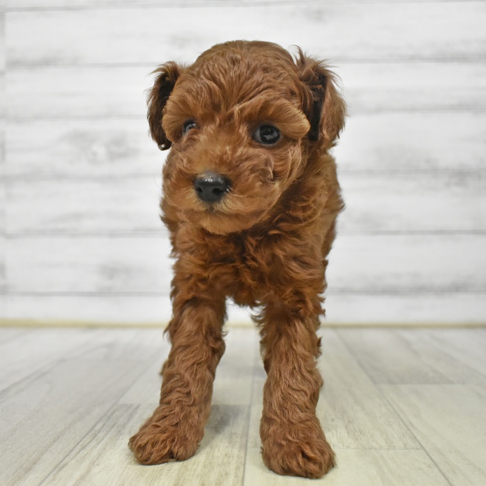 石川県のトイプードル(トイ) (犬の家＆猫の里アミーゴ金沢有松店/2025年8月24日生まれ/女の子/レッド)の子犬の2枚目の画像