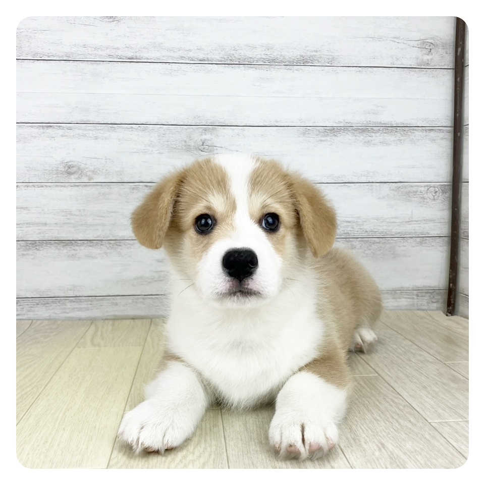 兵庫県のウェルシュコーギーペンブローク (犬の家＆猫の里川西店/2025年8月26日生まれ/男の子/セーブルホワイト)の子犬の2枚目の画像