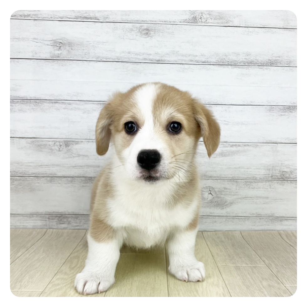 愛知県のウェルシュコーギーペンブローク (犬の家＆猫の里名古屋天白店/2025年8月26日生まれ/男の子/セーブルホワイト)の子犬の4枚目の画像