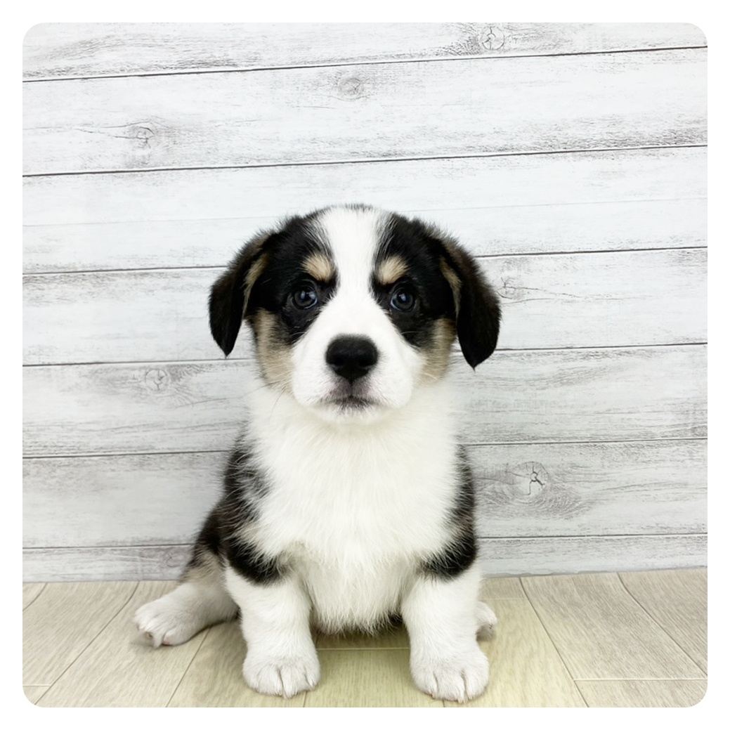 2025年8月26日生まれのウェルシュコーギーペンブロークの4枚目の写真