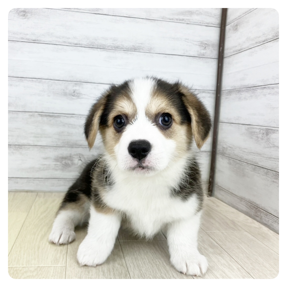 兵庫県のウェルシュコーギーペンブローク (犬の家＆猫の里ゆめタウン姫路店/2025年8月26日生まれ/女の子/ブラックタンホワイト)の子犬の2枚目の画像