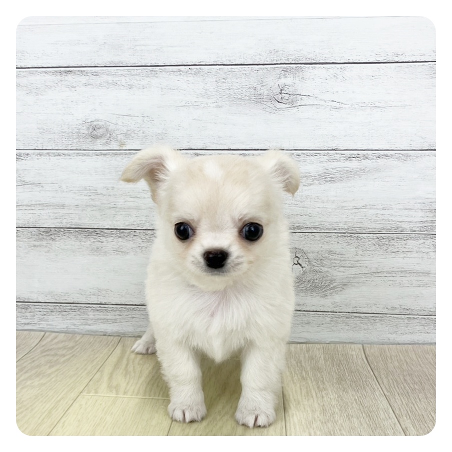 愛知県のチワワ(ロング) (犬の家&猫の里アミーゴ神の倉店/2025年8月26日生まれ/男の子/クリームホワイト)の子犬の2枚目の画像