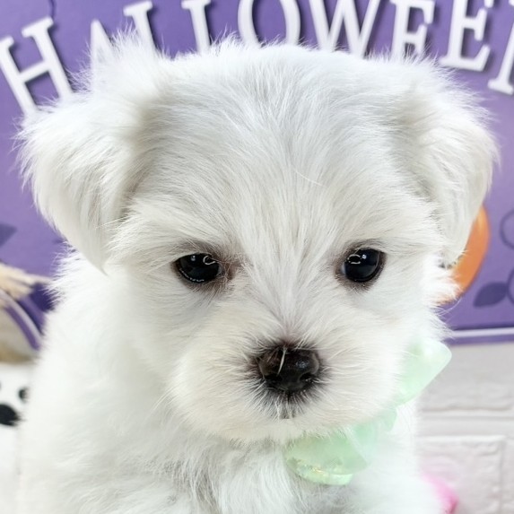 京都府のマルチーズ (犬の家＆猫の里京都精華店/2025年8月26日生まれ/女の子/ホワイト)の子犬の1枚目の画像