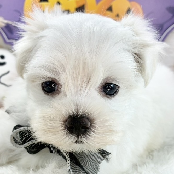 三重県のマルチーズ (犬の家＆猫の里三重桑名店/2025年8月26日生まれ/男の子/ホワイト)の子犬の2枚目の画像