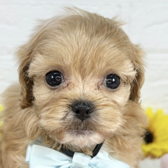 愛知県のペキプー(ペキニーズ×プードル) (犬の家＆猫の里豊田店/2025年8月17日生まれ/女の子/アプリコットホワイト)の子犬の1枚目の画像