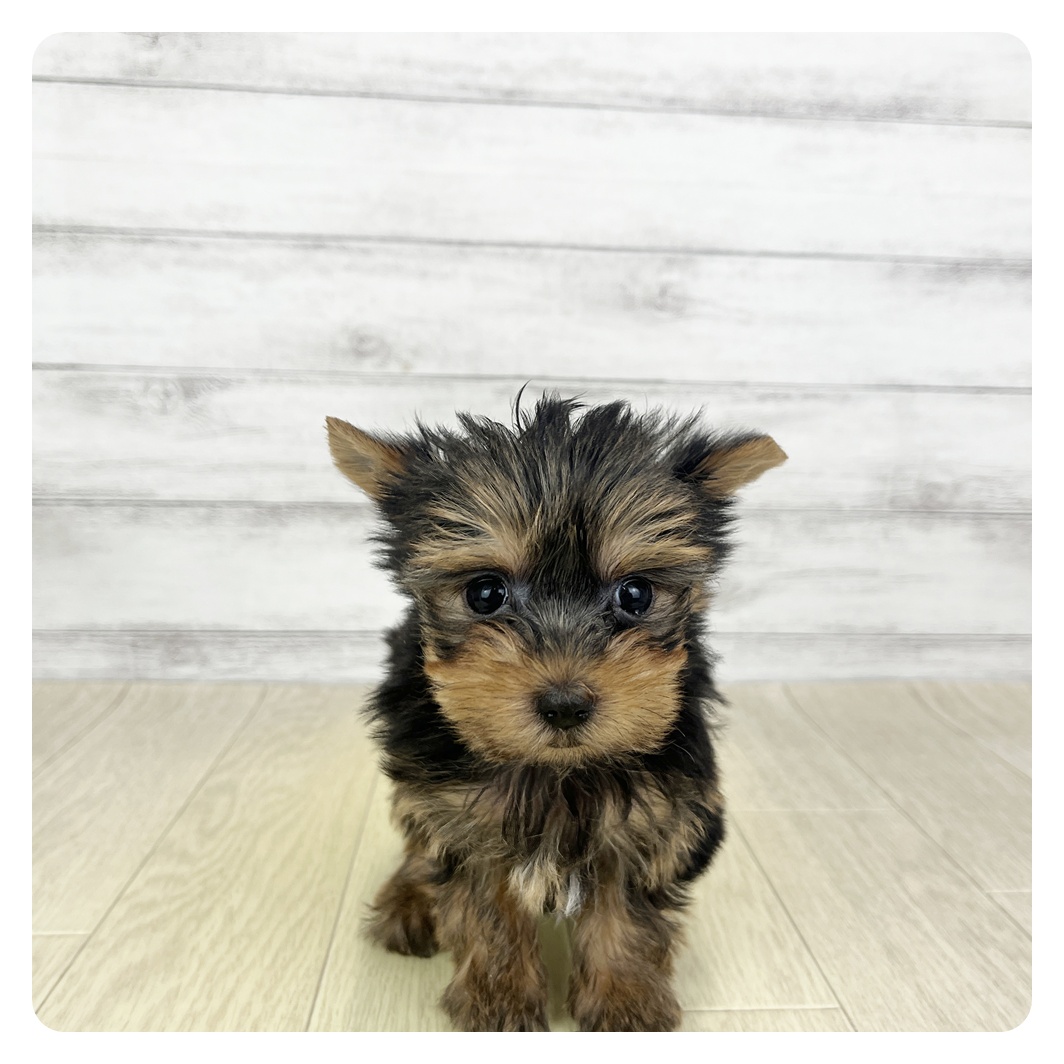 愛知県のヨークシャーテリア (犬の家＆猫の里豊田店/2025年8月27日生まれ/女の子/スチールブルータン)の子犬の2枚目の画像