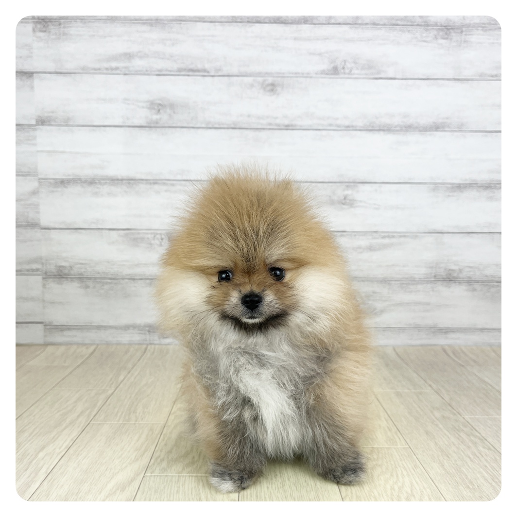 愛知県のポメラニアン (犬の家＆猫の里MiO香久山店/2025年8月25日生まれ/女の子/オレンジ)の子犬の4枚目の画像