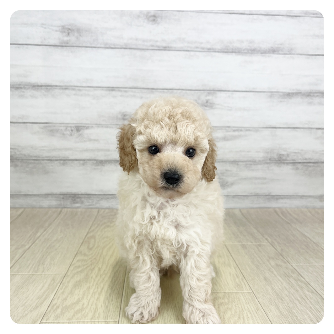 愛知県のトイプードル(トイ) (犬の家＆猫の里MiO香久山店/2025年8月27日生まれ/男の子/クリーム)の子犬の3枚目の画像