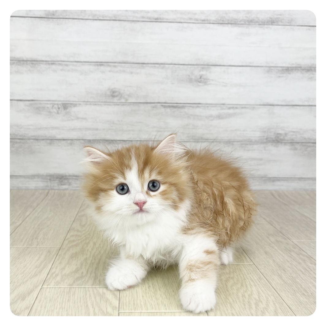 愛知県のスコティッシュフォールド (犬の家＆猫の里碧南店/2025年8月27日生まれ/女の子/レッドタビーホワイト)の子猫の4枚目の画像