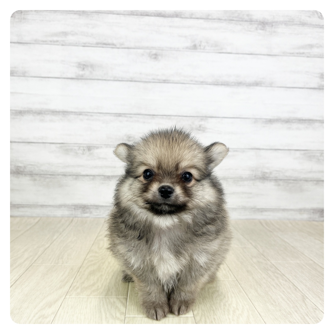 愛知県のポメチワ/チワポメ/ポメチー(ポメラニアン×チワワ) (犬の家＆猫の里愛知刈谷店/2025年8月19日生まれ/男の子/フォーン)の子犬の2枚目の画像