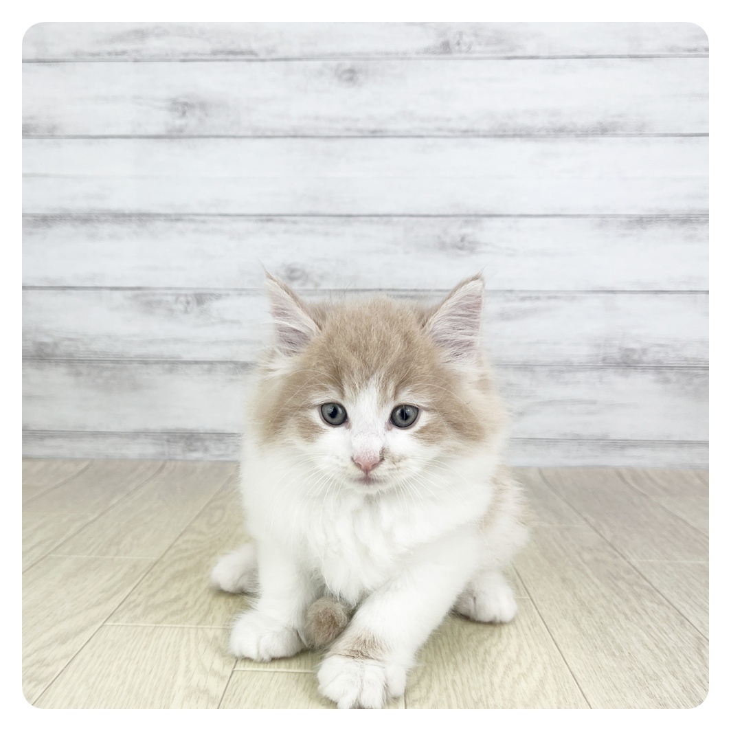 愛知県のノルウェージャンフォレストキャット (犬の家＆猫の里七宝店/2025年8月27日生まれ/男の子/クリームホワイト)の子猫の2枚目の画像