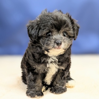 愛知県のチワプー/プーチー(チワワ×プードル) (犬の家＆猫の里一宮店/2025年8月27日生まれ/男の子/シルバー)の子犬の1枚目の画像