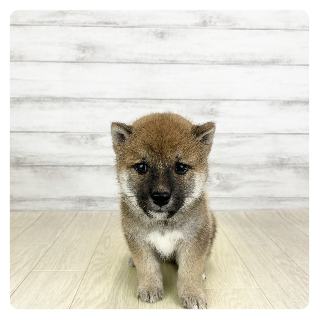 愛知県の柴犬(標準サイズ) (犬の家＆猫の里名古屋天白店/2025年8月25日生まれ/男の子/赤)の子犬の2枚目の画像