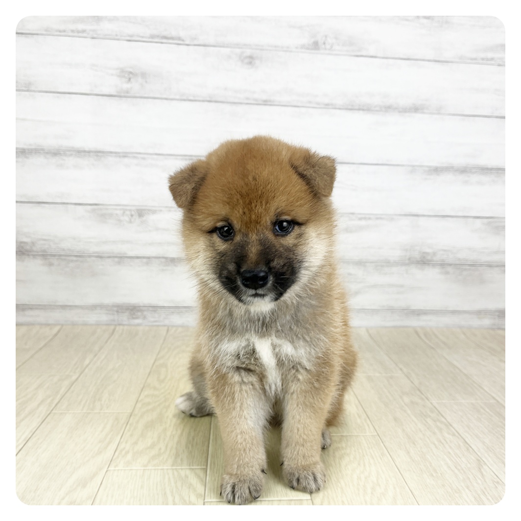 岐阜県の柴犬(標準サイズ) (犬の家＆猫の里カラフルタウン岐阜店/2025年8月25日生まれ/男の子/赤)の子犬の3枚目の画像