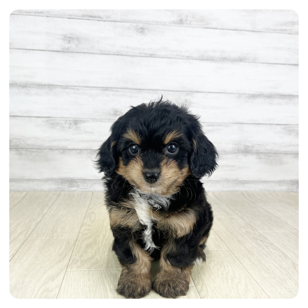 愛知県のチワプー/プーチー(チワワ×プードル) (犬の家＆猫の里MiO香久山店/2025年8月27日生まれ/女の子/ブラックタン)の子犬の2枚目の画像