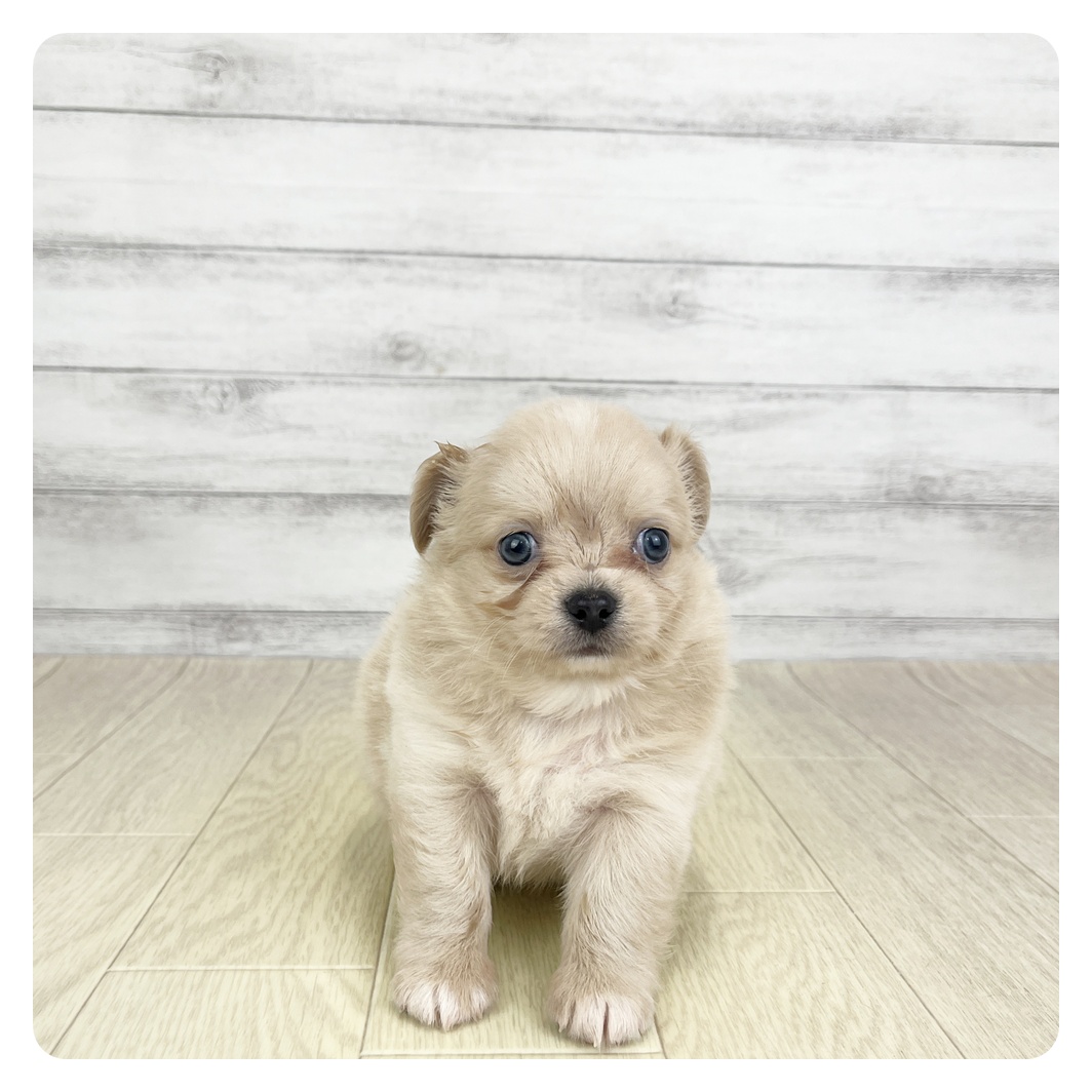 愛知県のチワワ(ロング) (犬の家＆猫の里MEGAドン・キホーテ東海名和店/2025年8月27日生まれ/男の子/クリーム)の子犬