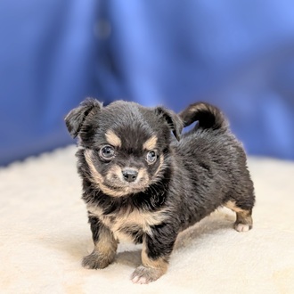 愛知県のチワワ(ロング) (犬の家＆猫の里一宮店/2025年8月27日生まれ/女の子/ブラックタン)の子犬の1枚目の画像