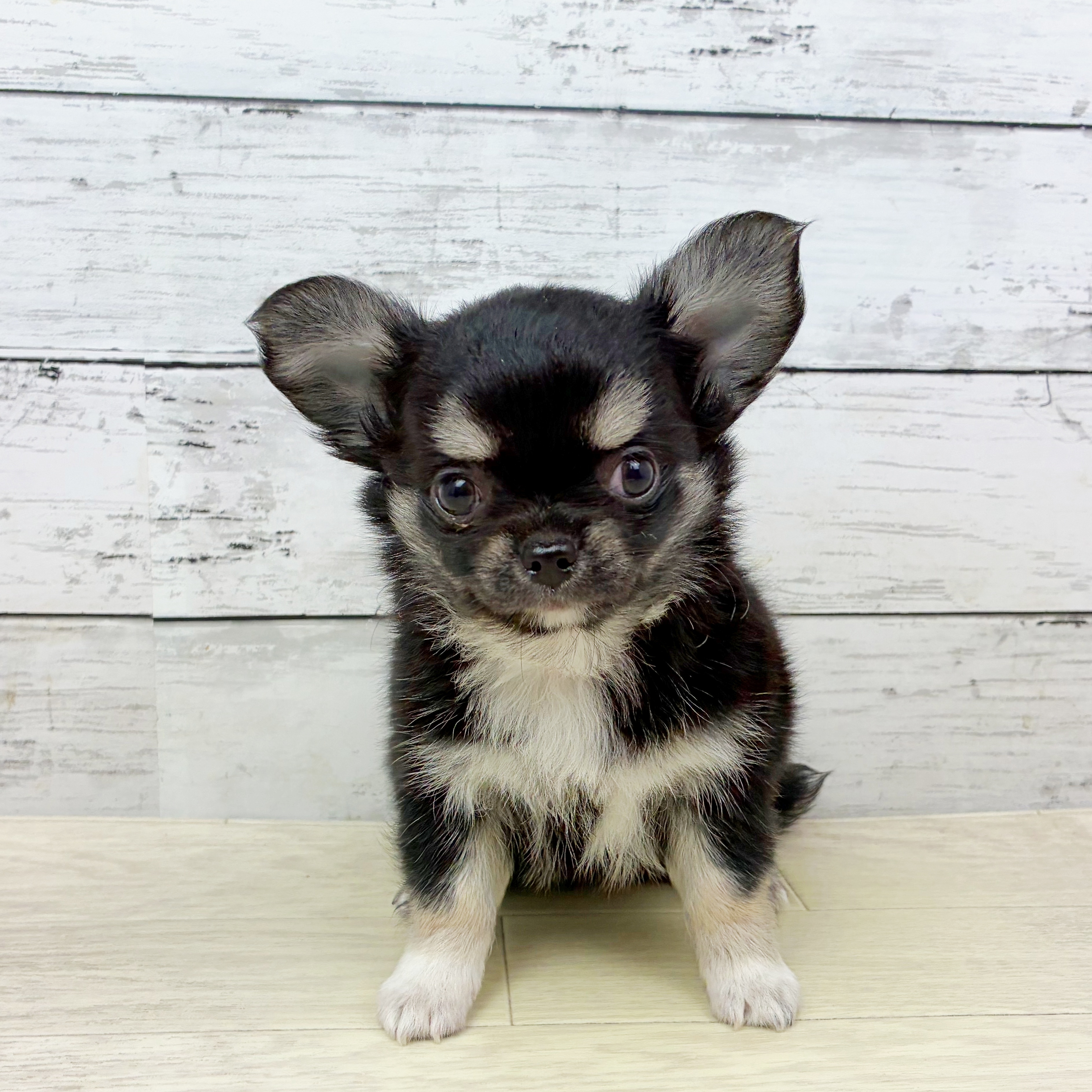 京都府のチワワ(ロング) (犬の家＆猫の里京都精華店/2025年8月25日生まれ/男の子/ブラックタンホワイト)の子犬の4枚目の画像