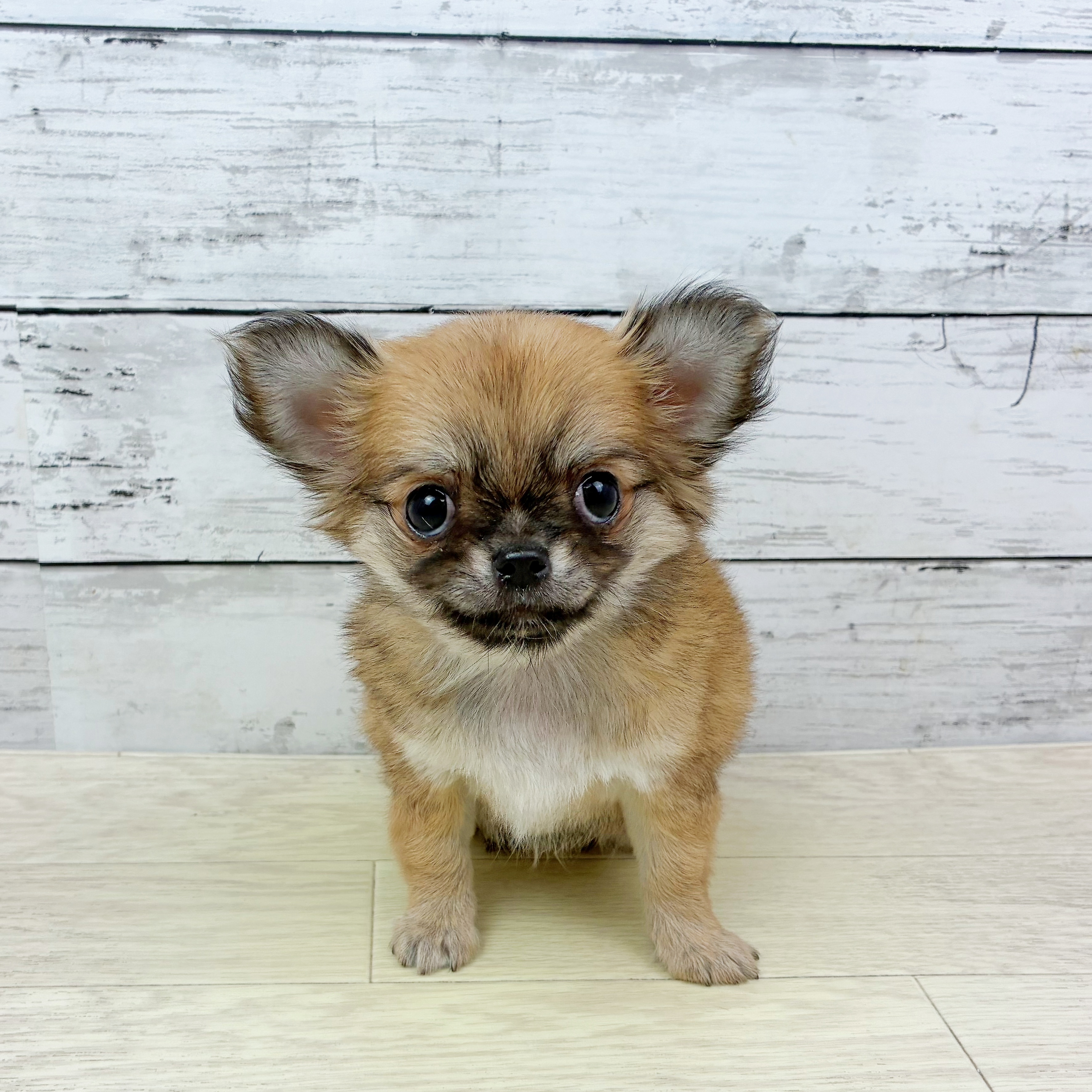 福井県のチワワ(ロング) (犬の家＆猫の里アミーゴ福井店/2025年8月23日生まれ/女の子/レッド)の子犬の2枚目の画像