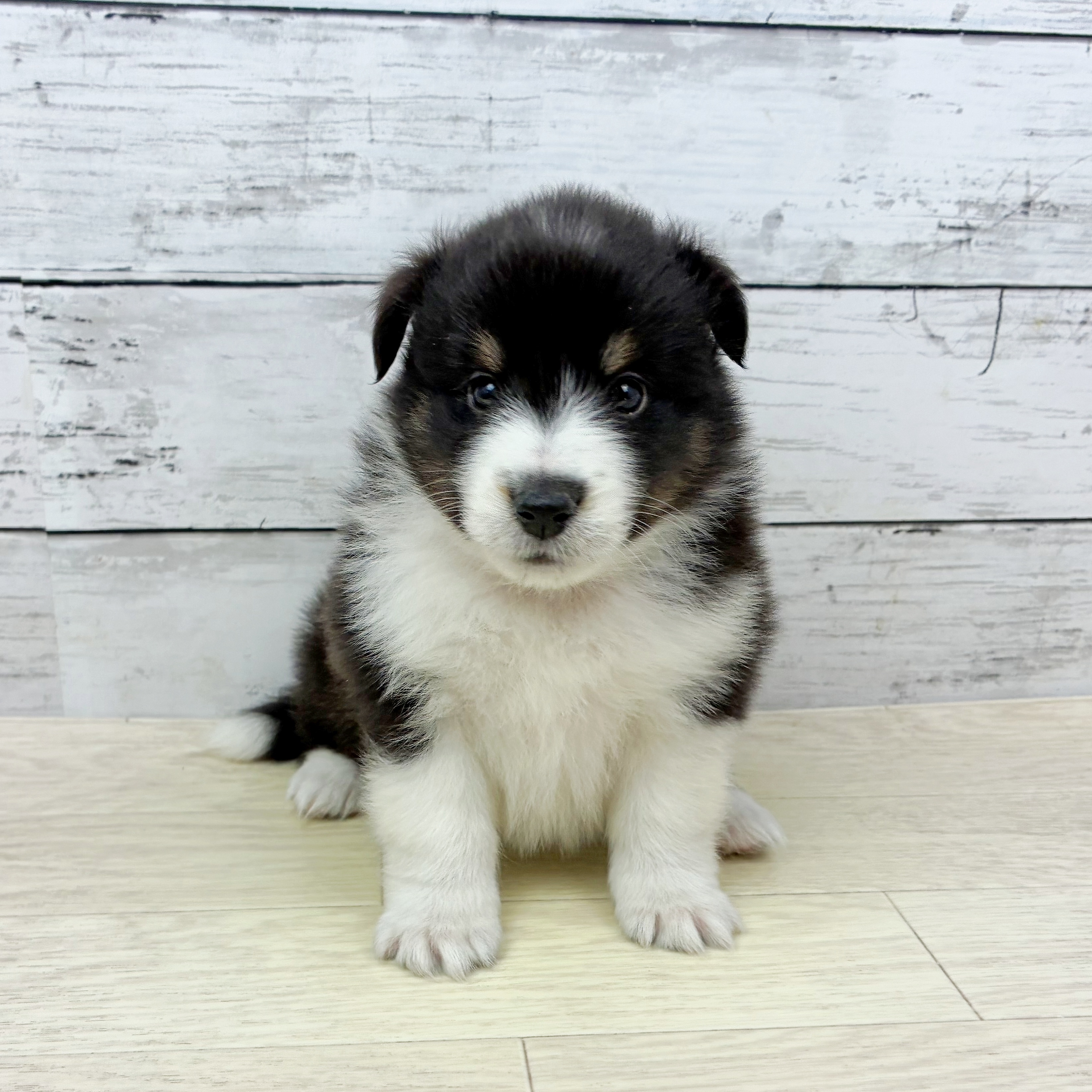 兵庫県のシェットランドシープドッグ (犬の家＆猫の里ニッケパークタウン加古川店/2025年8月28日生まれ/女の子/ブラックタンホワイト)の子犬の2枚目の画像