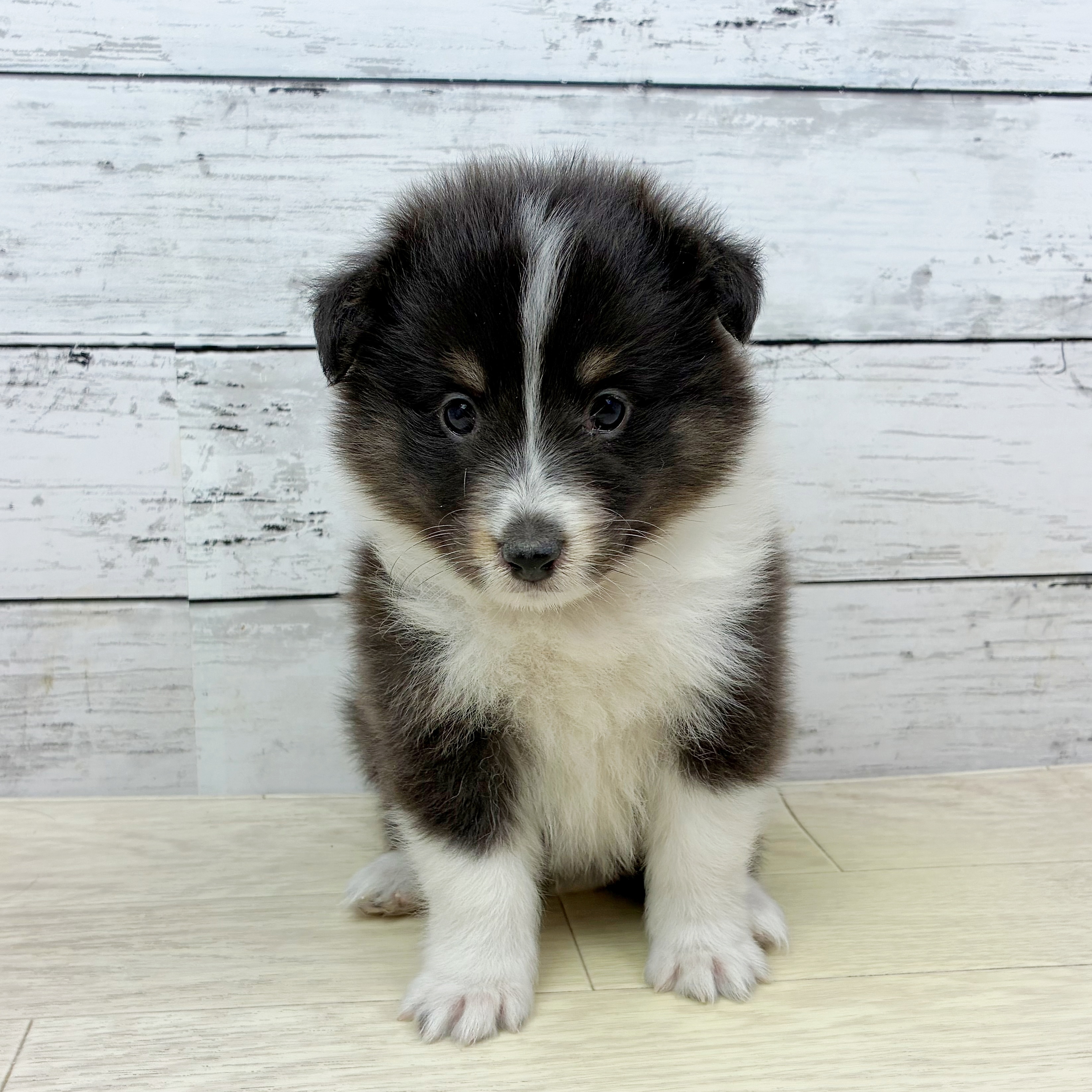 滋賀県のシェットランドシープドッグ (犬の家＆猫の里近江八幡店/2025年8月28日生まれ/女の子/ブラックタンホワイト)の子犬の2枚目の画像