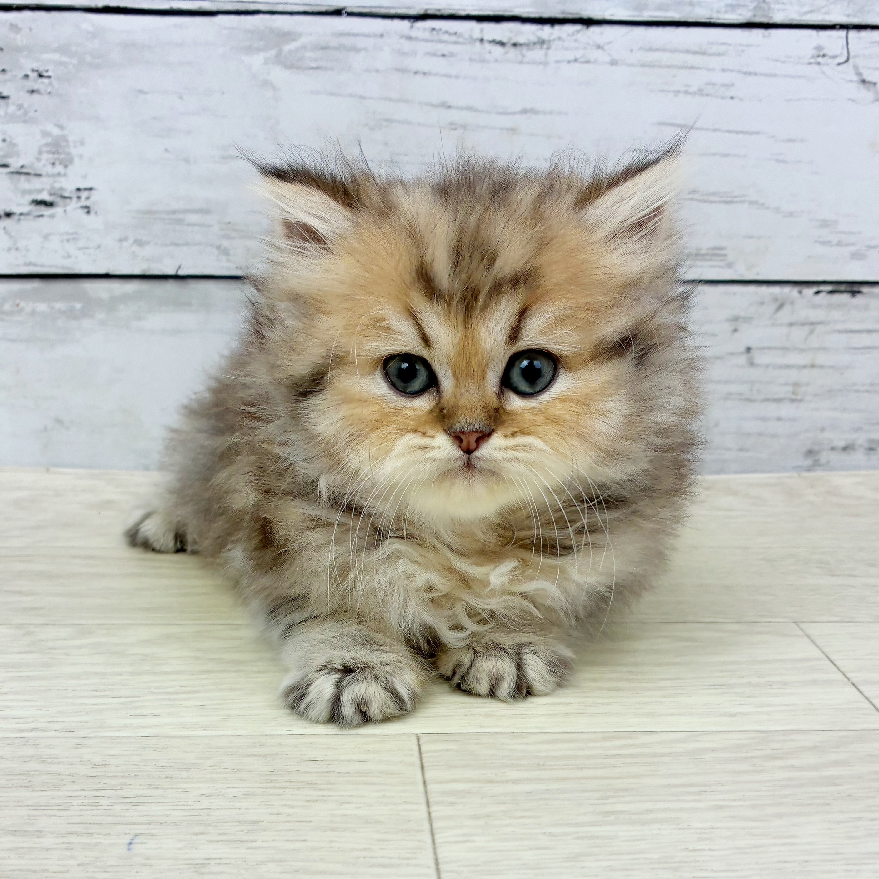 滋賀県のペルシャ (犬の家＆猫の里近江八幡店/2025年8月26日生まれ/男の子/チンチラゴールデン)の子猫の2枚目の画像