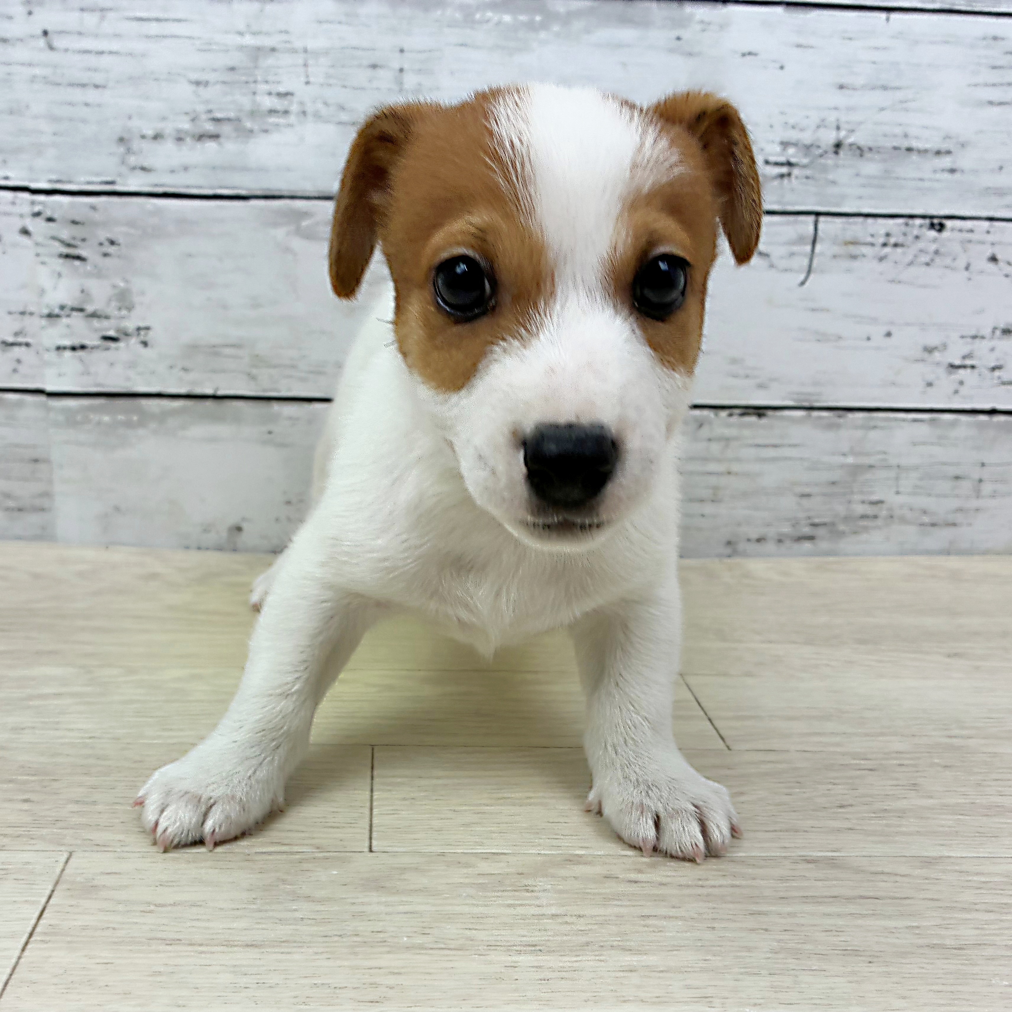 兵庫県のジャックラッセルテリア (犬の家＆猫の里ニッケパークタウン加古川店/2025年8月27日生まれ/男の子/タンホワイト)の子犬の2枚目の画像