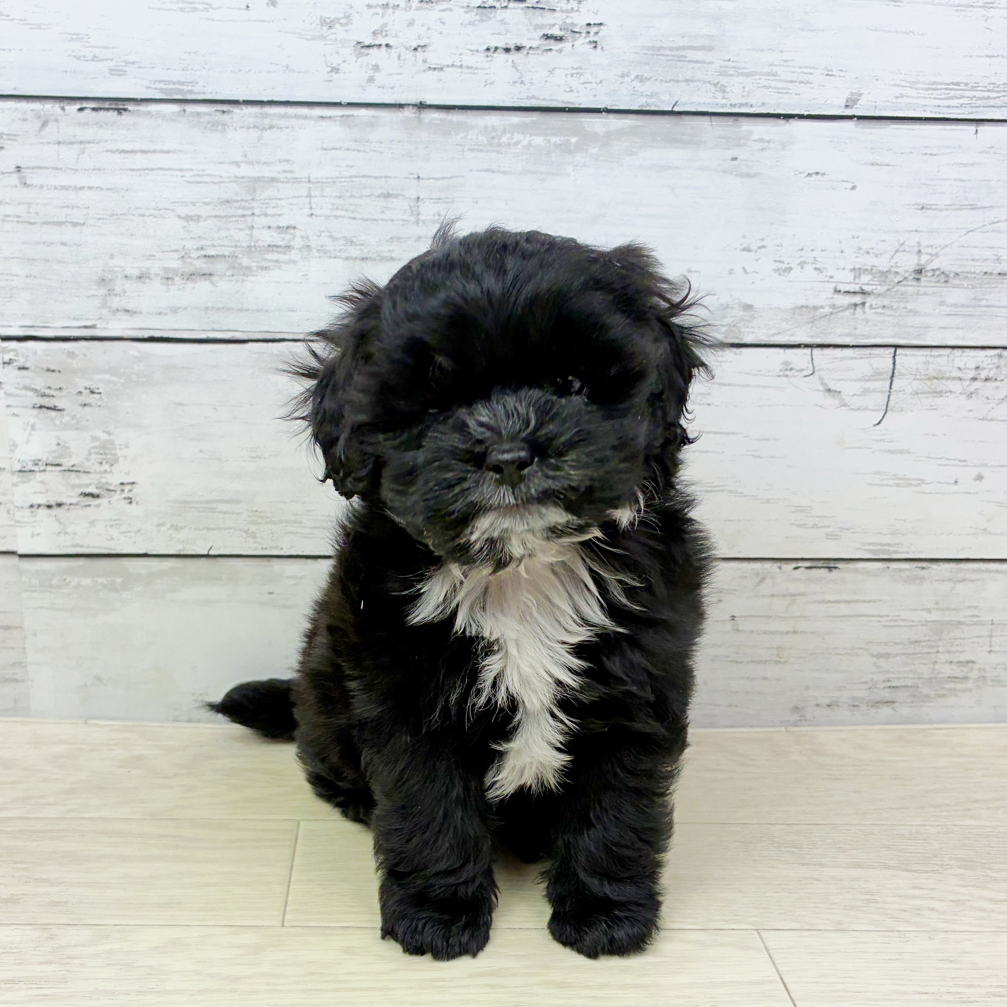 兵庫県のプーズー/プーシーズ(プードル×シーズー) (犬の家＆猫の里ニッケパークタウン加古川店/2025年8月27日生まれ/男の子/ブラック)の子犬の2枚目の画像