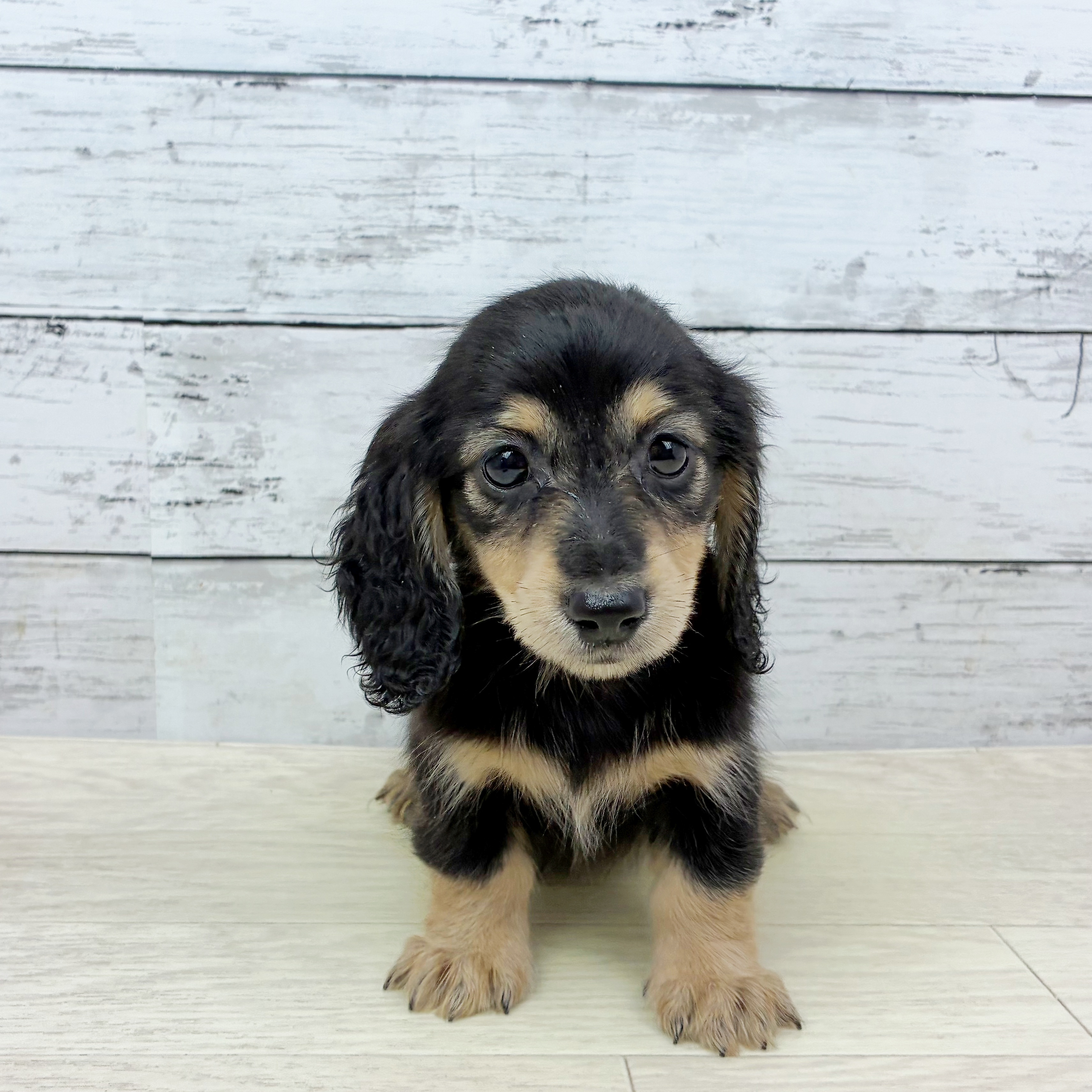 滋賀県のミニチュアダックスフンド(ロング) (犬の家＆猫の里近江八幡店/2025年8月27日生まれ/女の子/ブラックイエロー)の子犬の2枚目の画像