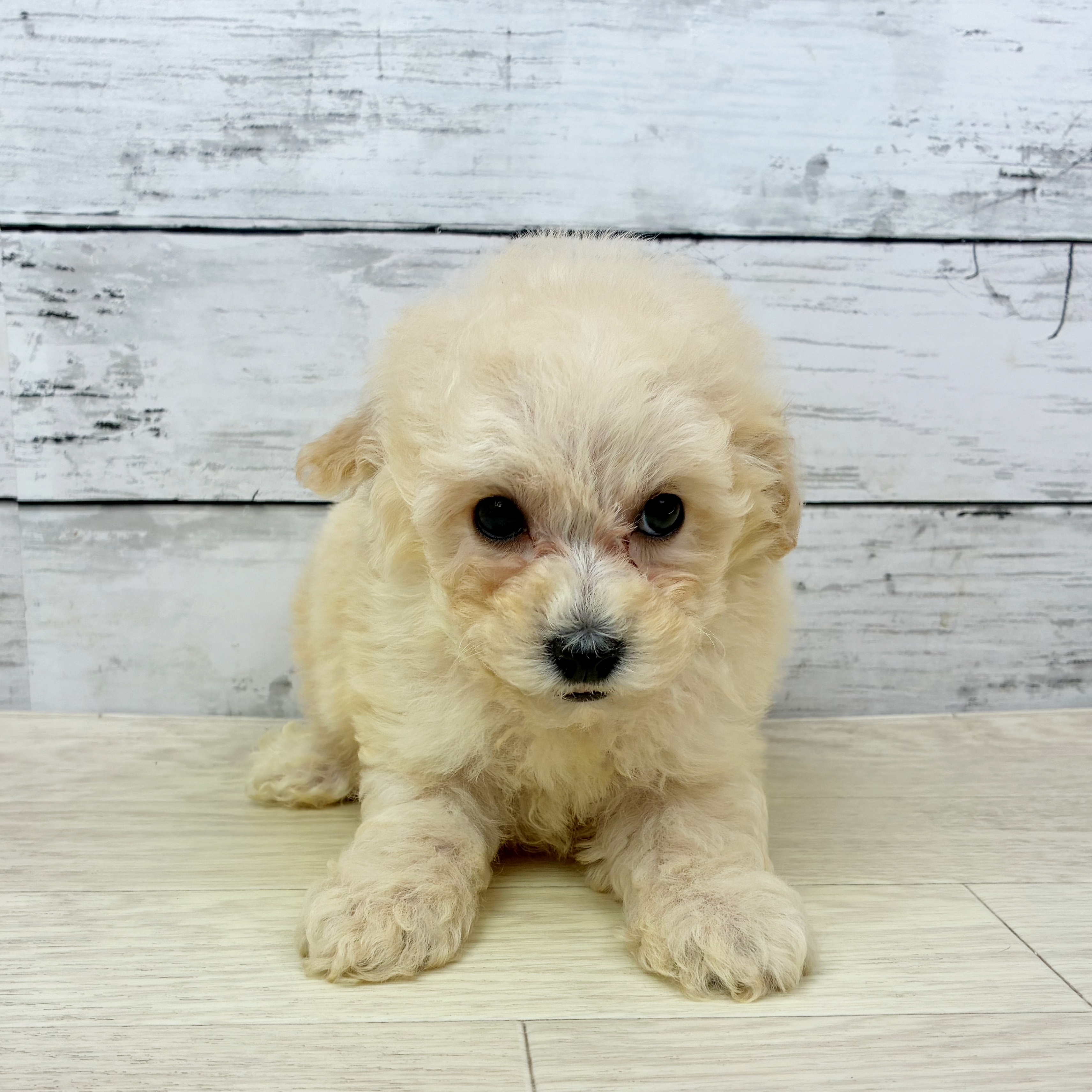 兵庫県のビションプー(ビションフリーゼ×プードル) (犬の家＆猫の里カナート西神戸店/2025年8月28日生まれ/男の子/クリーム)の子犬