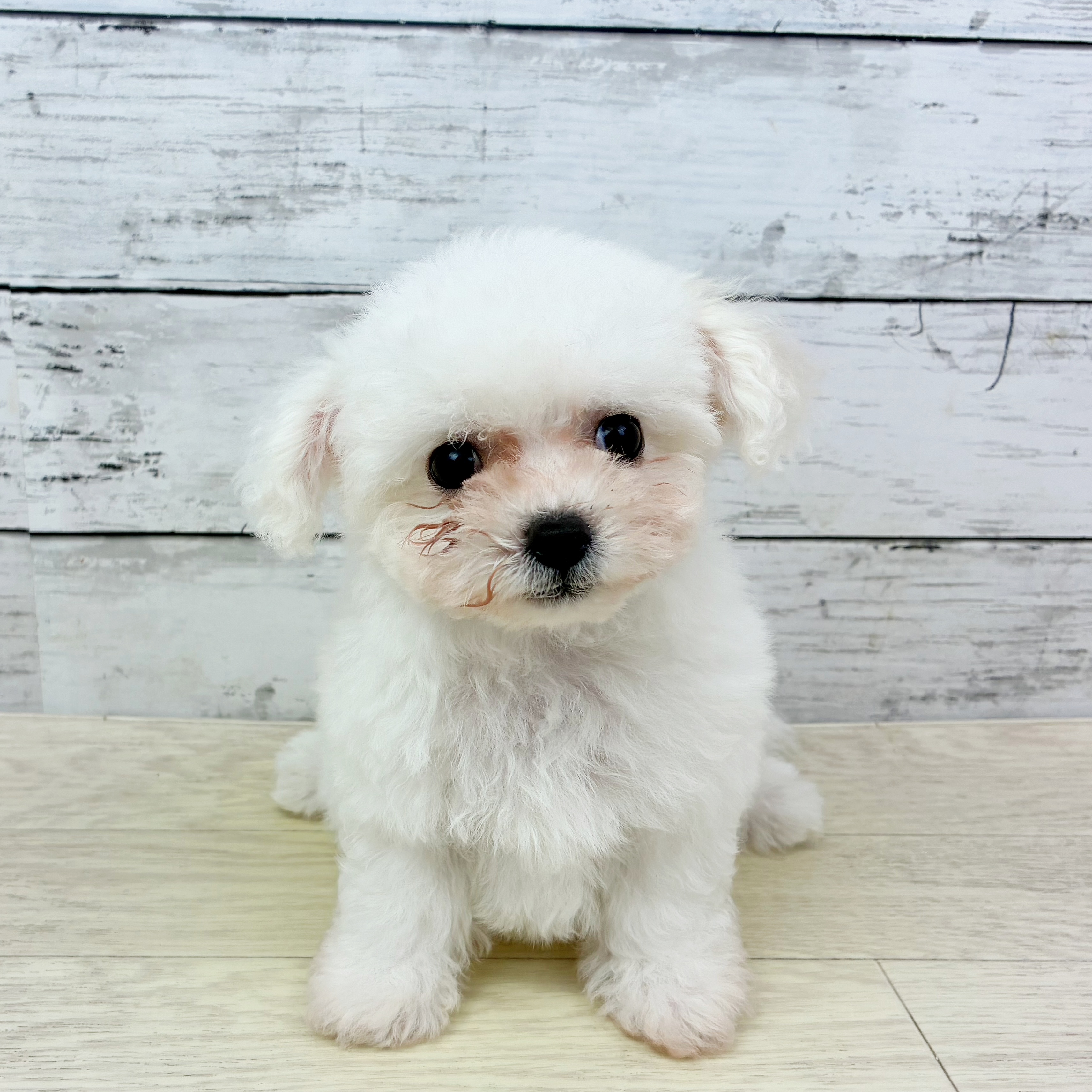 福井県のビションフリーゼ (犬の家＆猫の里福井店/2025年8月23日生まれ/女の子/ホワイト)の子犬の2枚目の画像