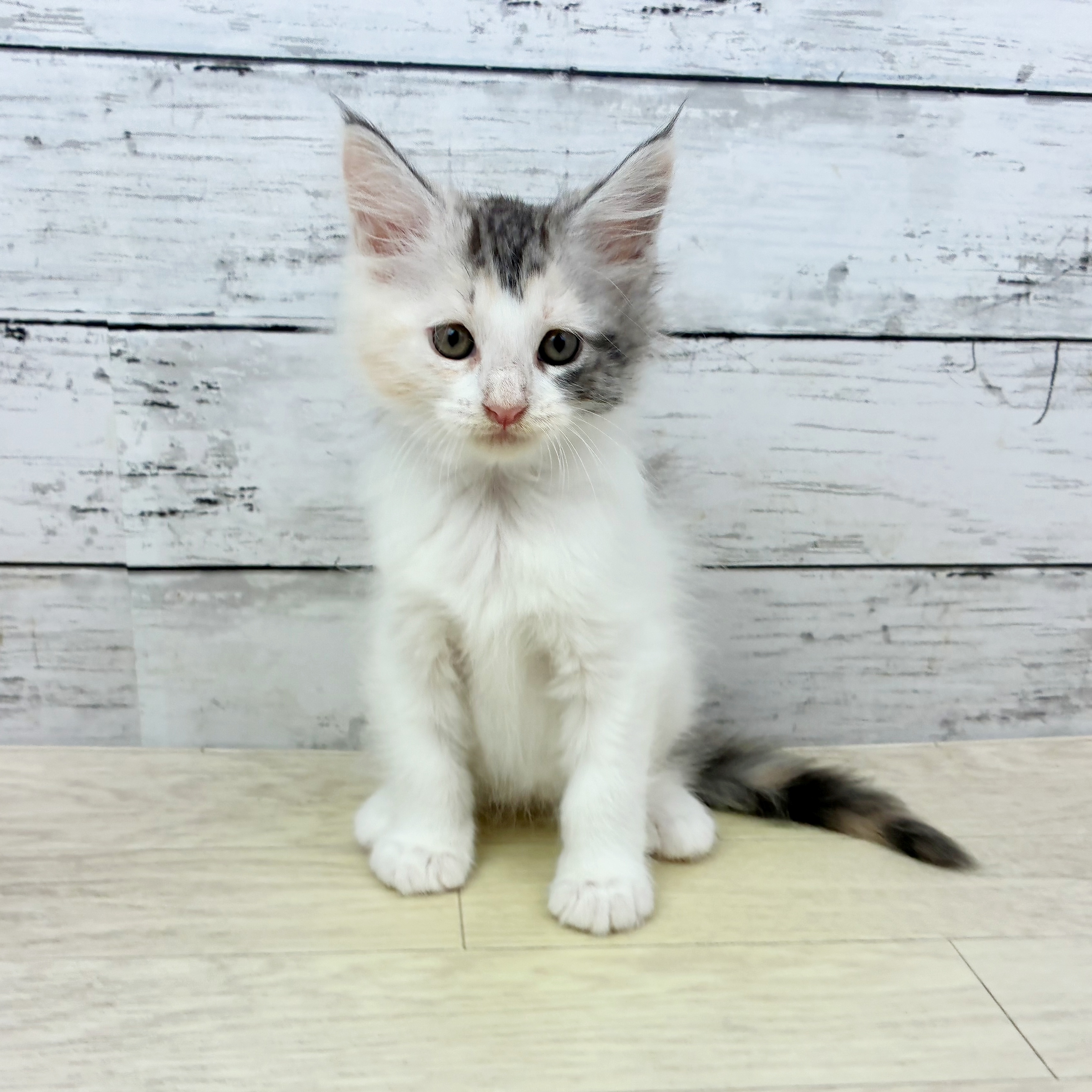 滋賀県のメインクーン (犬の家＆猫の里近江八幡店/2025年8月28日生まれ/女の子/キャリコ)の子猫の2枚目の画像