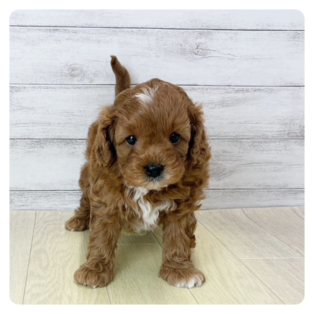 岡山県のキャバプー(キャバリア×プードル) (犬の家＆猫の里倉敷店/2025年8月29日生まれ/男の子/レッドホワイト)の子犬の2枚目の画像