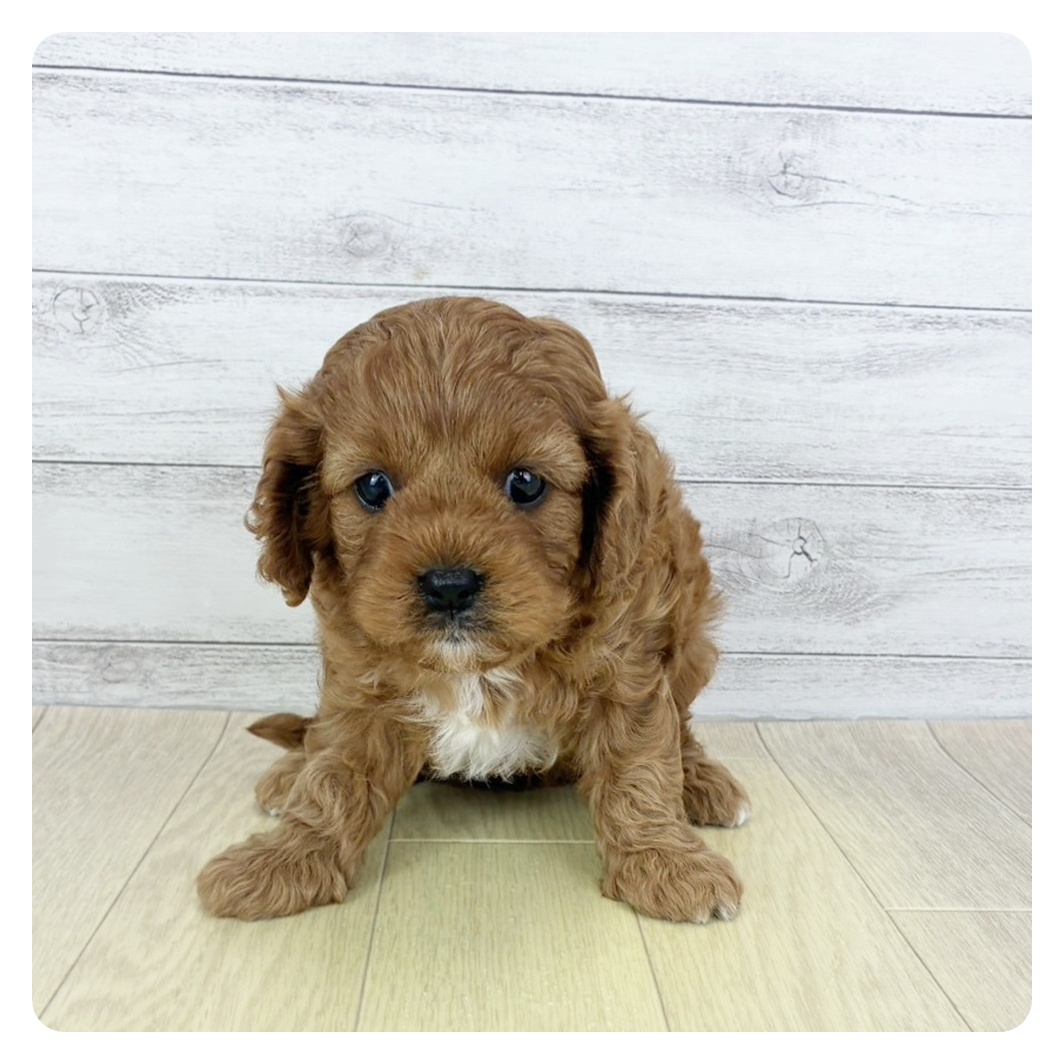 兵庫県のキャバプー(キャバリア×プードル) (犬の家&猫の里ニッケパークタウン加古川店/2025年8月29日生まれ/女の子/レッドホワイト)の子犬