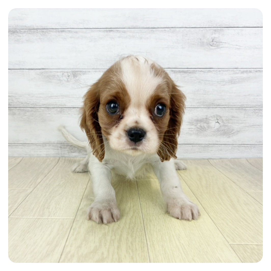 福井県のキャバリアキングチャールズスパニエル (犬の家＆猫の里アミーゴ福井店/2025年8月28日生まれ/男の子/ブレンハイム)の子犬の2枚目の画像