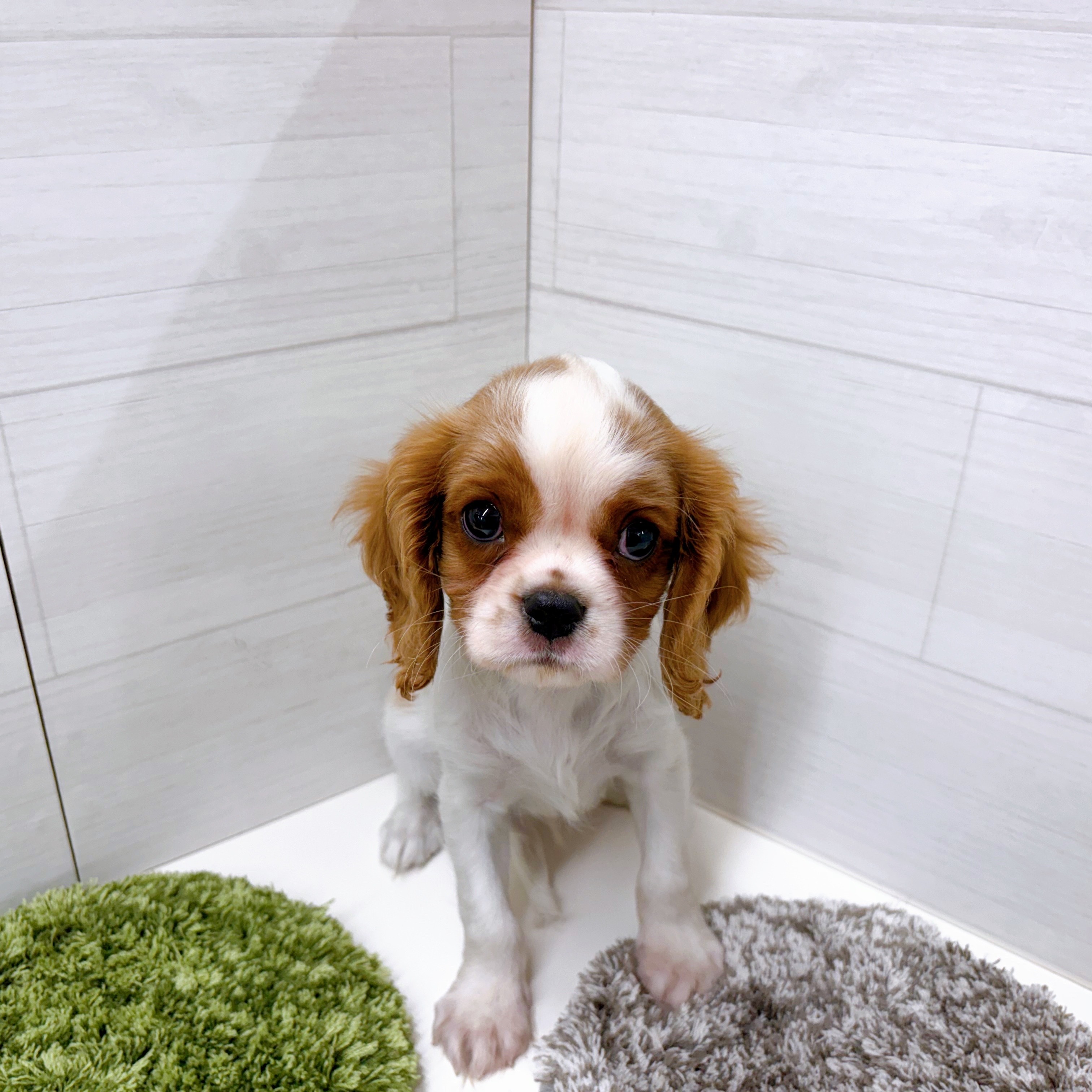 石川県のキャバリアキングチャールズスパニエル (犬の家＆猫の里アミーゴ金沢おこばた店/2025年8月28日生まれ/男の子/ブレンハイム)の子犬の1枚目の画像